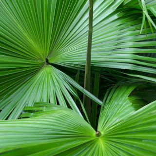 Serenoa (Saw Palmetto)
